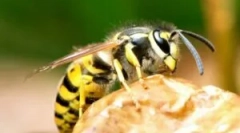 Co zrobić, jeśli osa była ugryziony?